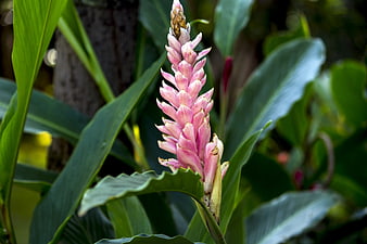 Pink Alpinia Flower Close-Up in Tropical Garden