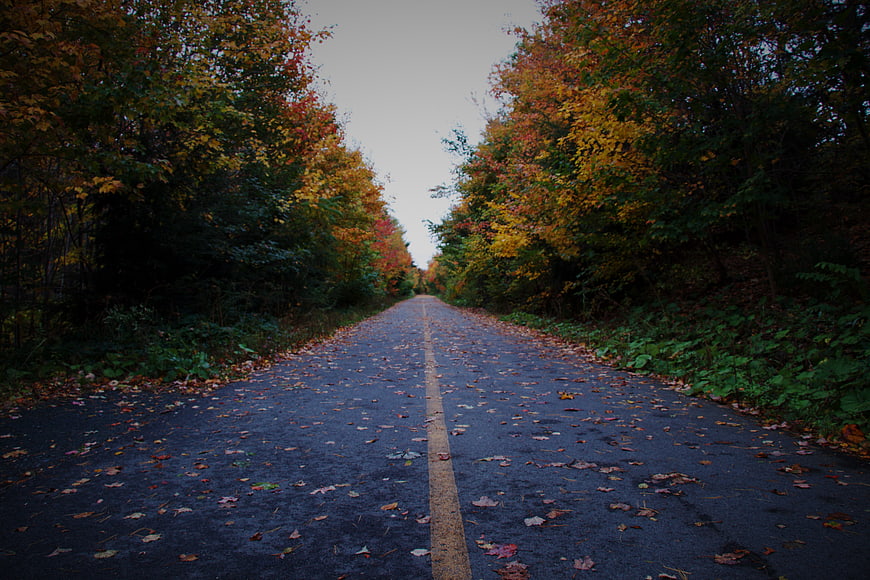 Paved Road Through Colorful Autumn Forest with Fallen Leaves