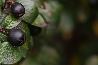 Close-up of dark berries on a branch with green leaves