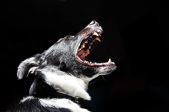 Close-up of a black and white dog howling against a black background