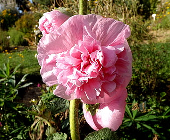 Close-up of a vibrant pink hollyhock flower in a garden
