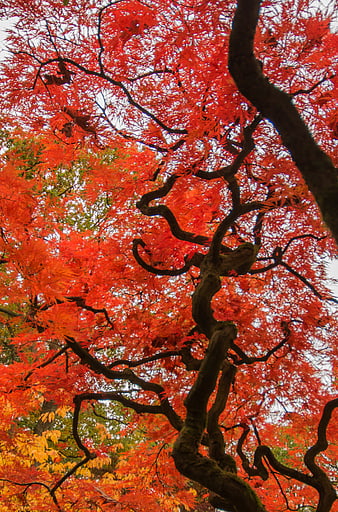 Vibrant Red Japanese Maple Tree in Autumn