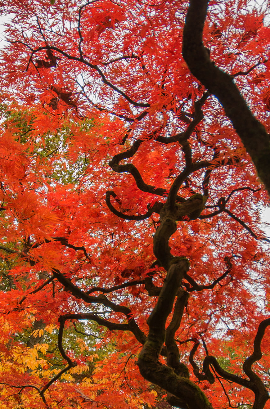 Vibrant Red Japanese Maple Tree in Autumn