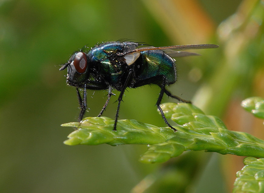 Macro photography of a metallic green blowfly on a leaf