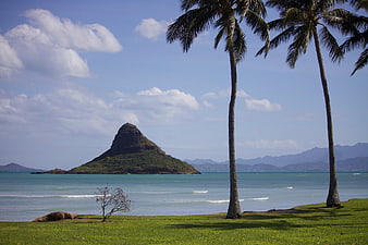 Tropical Hawaii Landscape With Palm Trees And Ocean View
