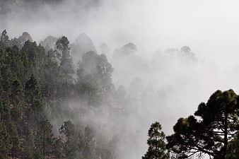 Misty pine forest landscape with foggy atmosphere