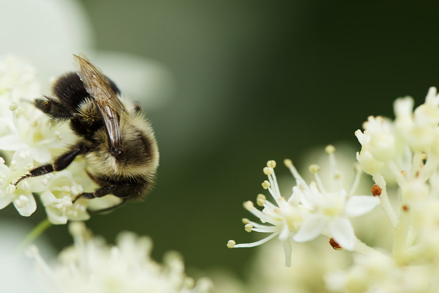 Close-up of a bumblebee pollinating white flowers
