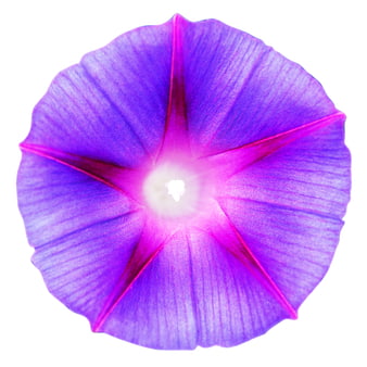 Vibrant Purple Morning Glory Flower Isolated on White Background