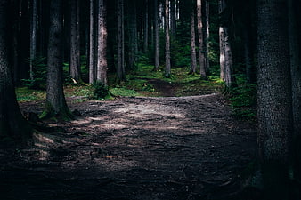 Dark Mysterious Forest Path with Exposed Roots