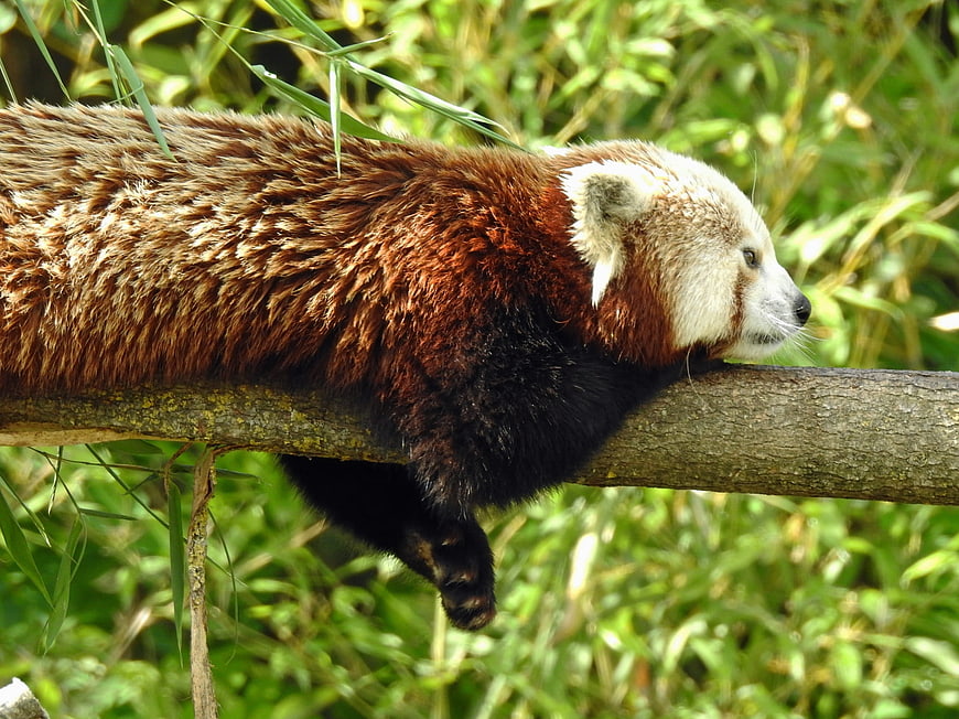 Red Panda Sleeping on Tree Branch in Bamboo Forest