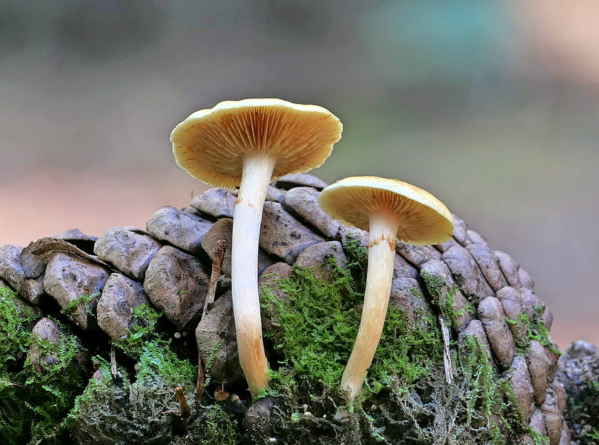 Close-up of two small mushrooms growing on a mossy pinecone