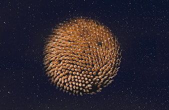 Close-up of a dried echinacea flower head against a dark background