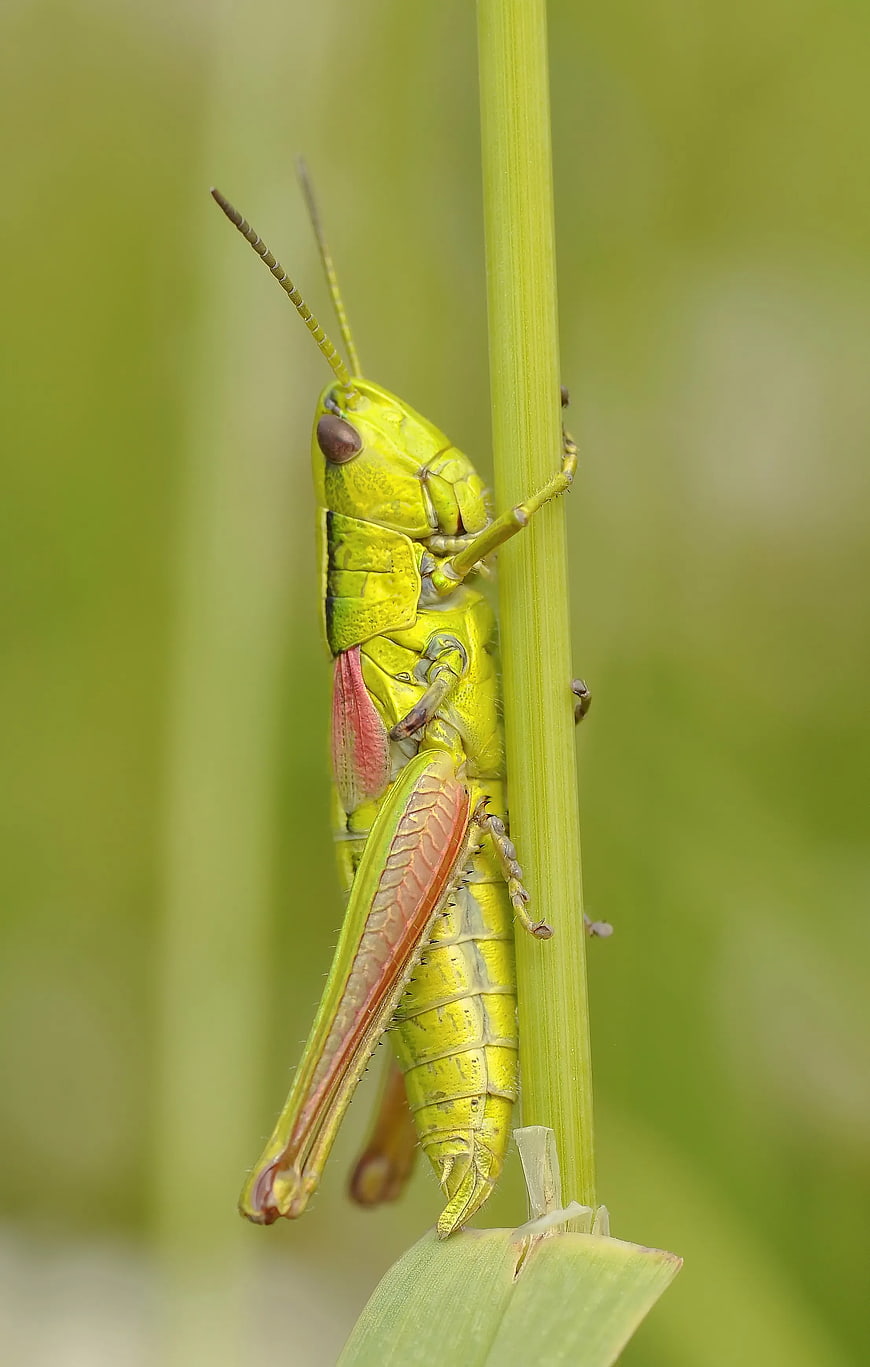 Close-up of a Green Grasshopper on a Plant Stem