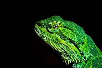 Close-up of a vibrant green lizard head on black background