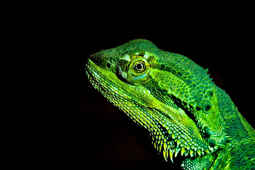 Close-up of a vibrant green lizard head on black background