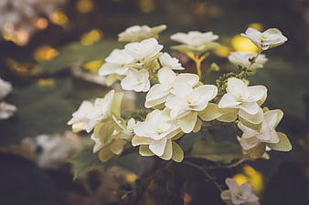 Close-up of delicate white hydrangea flowers with bokeh background