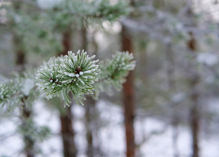 Close-up of frost-covered pine needles in a winter forest