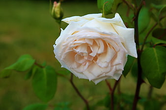 Close-up of a delicate white rose with soft pink petals