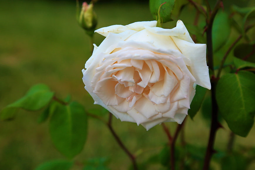 Close-up of a delicate white rose with soft pink petals