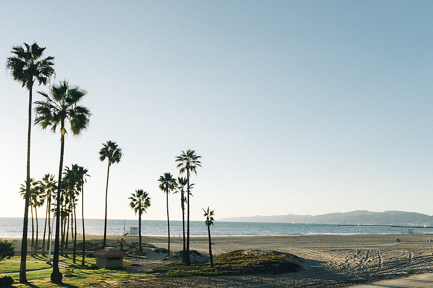 Tall Palm Trees Lining a Sunny Beach with Ocean View