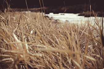 Close-up of dried grass field with blurred background