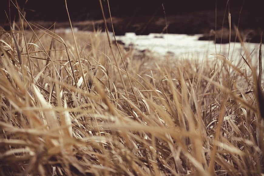 Close-up of dried grass field with blurred background