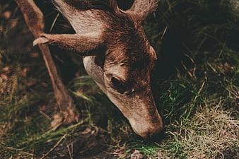 Close-up of a deer grazing in a forest