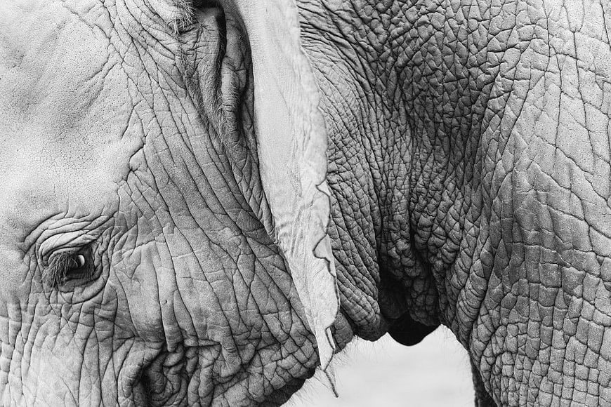 Close-up Black and White Photo of Baby Elephant Eye and Skin Texture