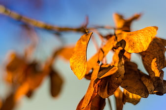 Golden autumn leaves backlit by sunlight against blue sky