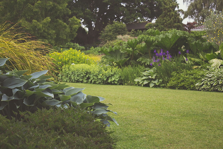 Lush Green Garden with Hostas and Purple Irises