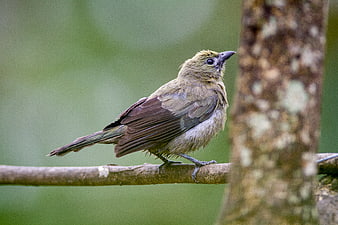 Small brown bird perched on a branch in a forest
