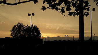 Silhouette of trees and stadium lights against golden sunset sky