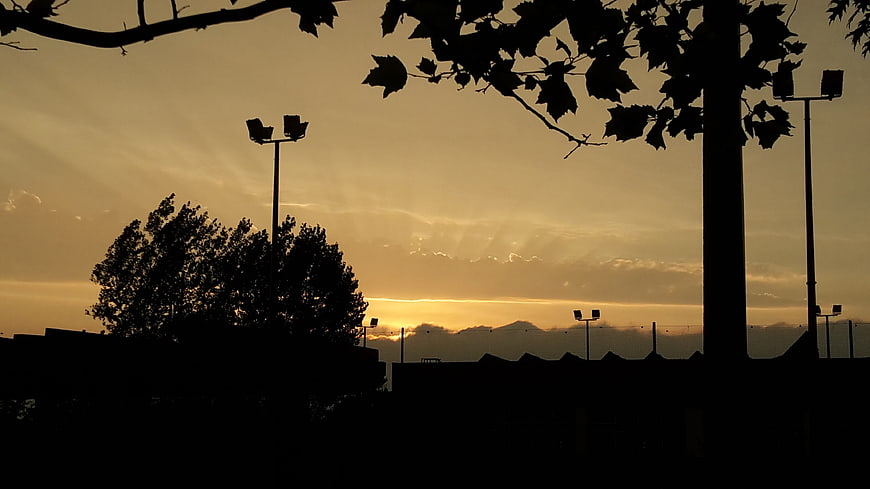 Silhouette of trees and stadium lights against golden sunset sky