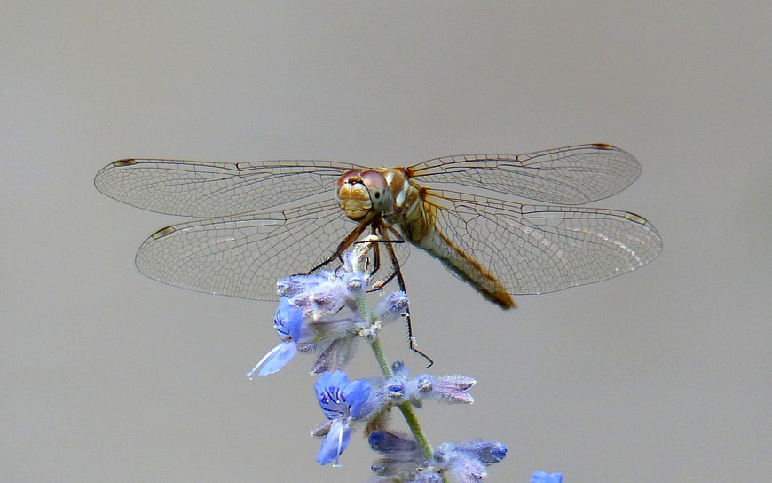 Close-up of a dragonfly perched on a blue flower
