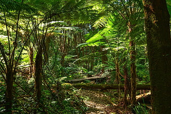 Sunlit path through lush Australian tree fern rainforest