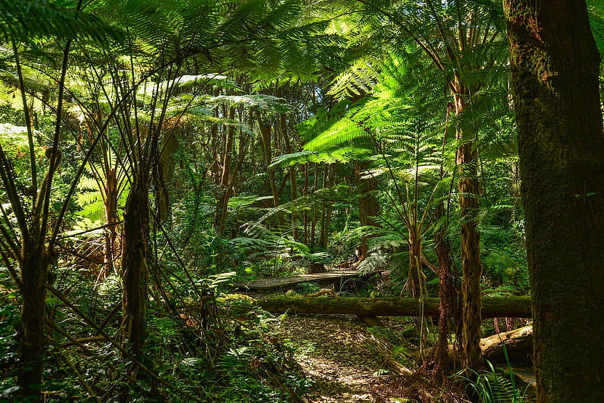Sunlit path through lush Australian tree fern rainforest