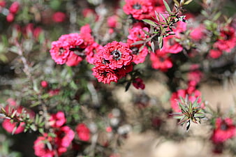 Pink Pearl Manuka Tea Tree Flowers In Bloom