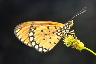 Close-up of Orange Butterfly on Flower Bud