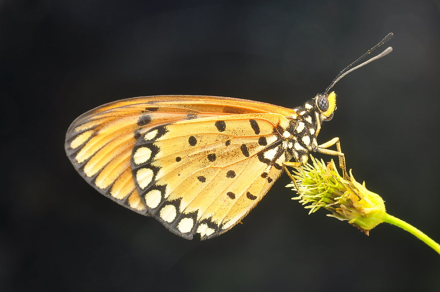 Close-up of Orange Butterfly on Flower Bud
