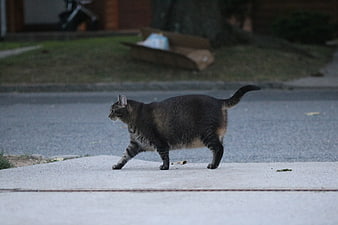 Tabby Cat Walking on Concrete Driveway
