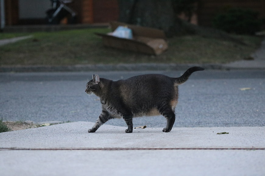 Tabby Cat Walking on Concrete Driveway