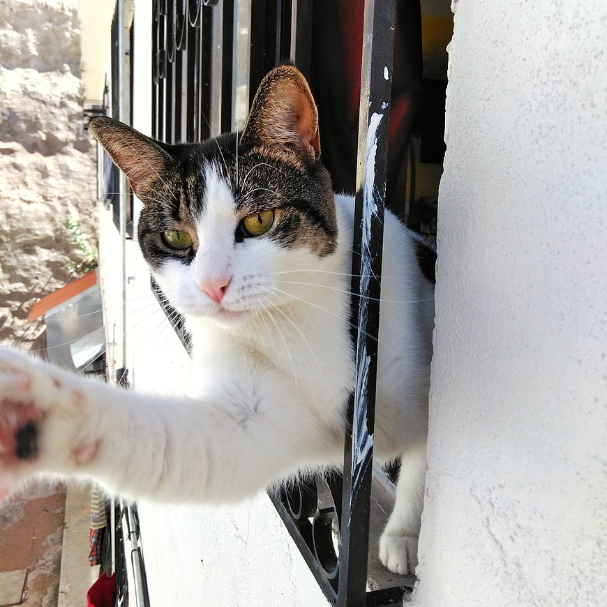 Curious Cat Reaching Paw Through Window Bars