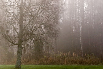 Misty autumn forest landscape with bare trees and fog