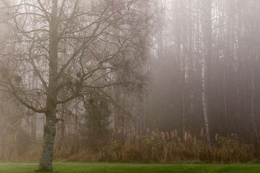 Misty autumn forest landscape with bare trees and fog