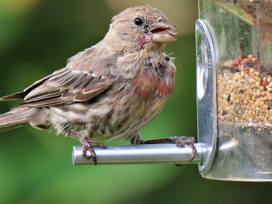 Male House Finch Eating Seeds at Bird Feeder