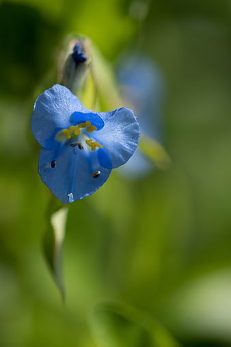 Close-up of Blue Spiderwort Flower with Green Background