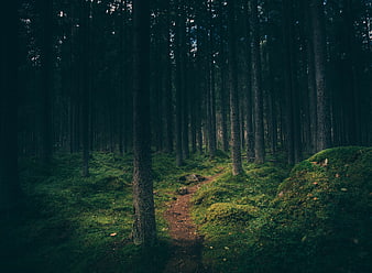Mysterious Dark Forest Path with Mossy Ground
