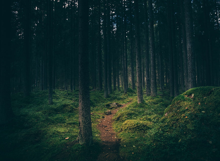 Mysterious Dark Forest Path with Mossy Ground