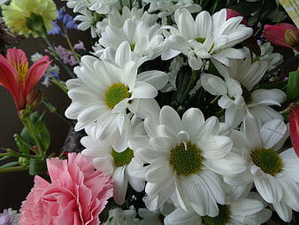 Close-up of white daisies and pink carnations bouquet
