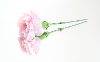 Pink Carnation Flowers on White Background with Reflection